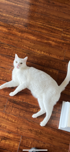 Lost Male Cat last seen Forestdale and Traford, Woodbridge, VA 22193