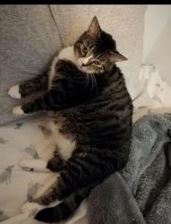 Lost Male Cat last seen 71st street and Narrows Ave, Brooklyn, NY 11209