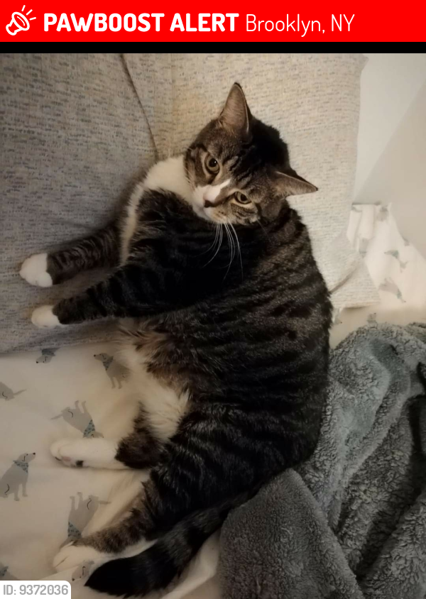 Lost Male Cat last seen 71st street and Narrows Ave, Brooklyn, NY 11209
