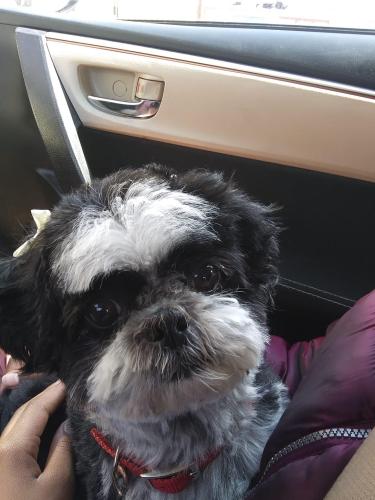 Lost Female Dog last seen 25th Ave and Grant St., Gary, IN 46407