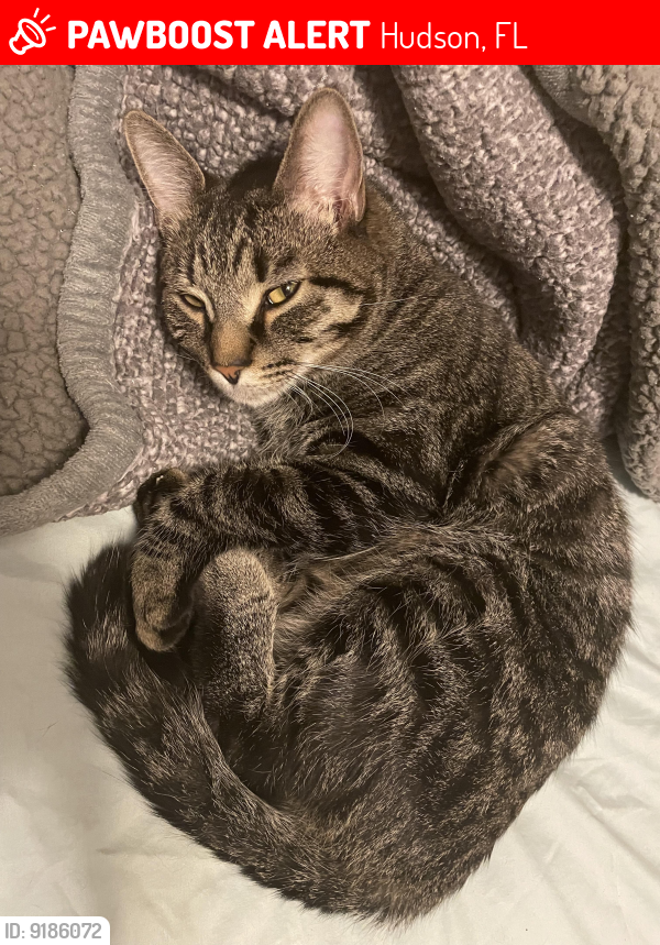 Hudson, FL Lost Male Cat, Toby Is Missing PawBoost