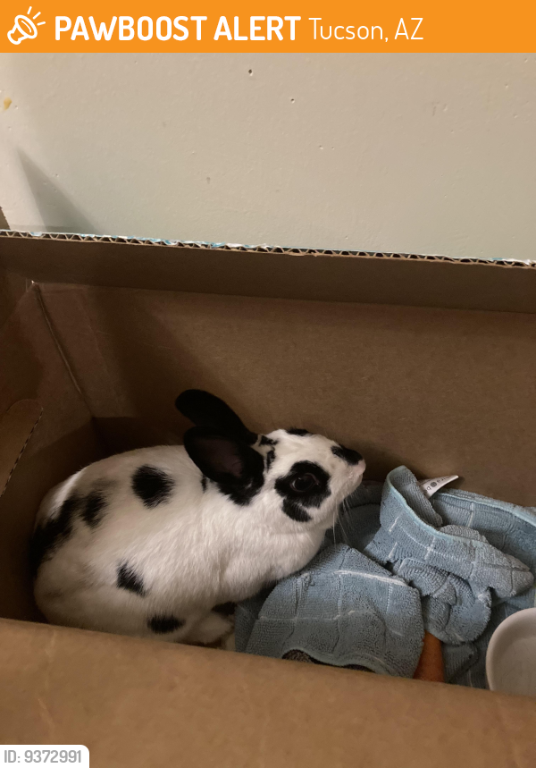 Tucson, AZ Stray Rabbit Found Near Madera Park | PawBoost