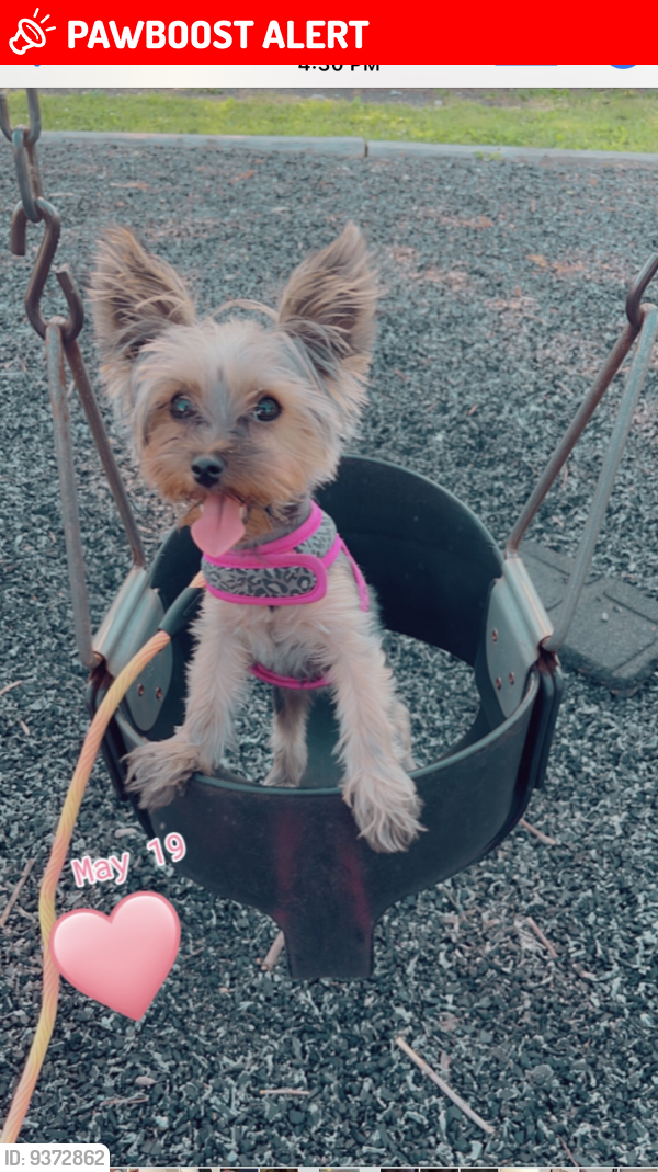 Pennsauken Township, NJ Lost Female Dog, Bella Simon Is Missing PawBoost
