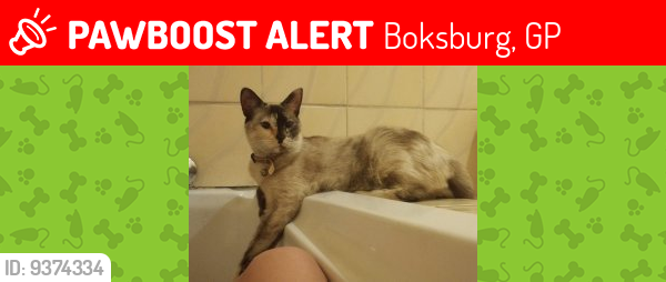 Lost Female Cat last seen Near cumberland road witfield boksburg, Boksburg, GP 1459
