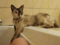 Lost Female Cat last seen Near cumberland road witfield boksburg, Boksburg, GP 1459