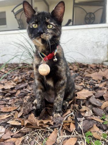 Lost Female Cat last seen Highpointe Sun tree neighborhood, Ocala, FL 34480