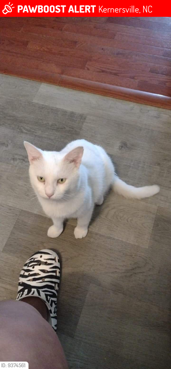 Lost Male Cat last seen Near Union Cross Rd , Kernersville, NC 27284