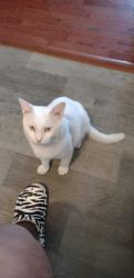 Lost Male Cat last seen Near Union Cross Rd , Kernersville, NC 27284