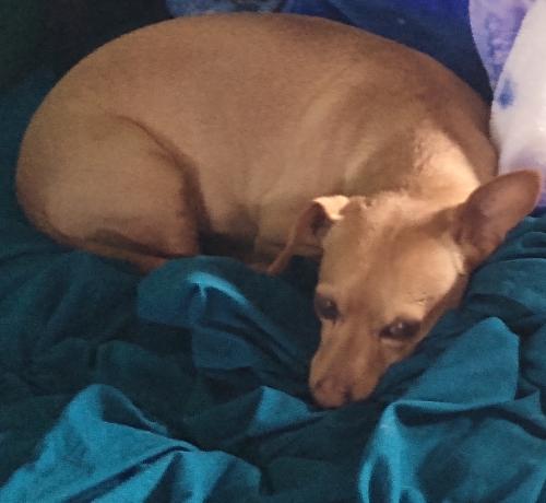 Lost Male Dog last seen West Valencia and South Mark Road , Drexel Heights, AZ 85757