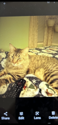 Lost Male Cat last seen 118th ne halsey, Portland, OR 97220