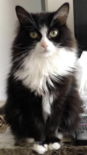 Lost Female Cat last seen Near Alice street Guelph, very close to Johnston st, Guelph, Guelph, ON N1E 3A8