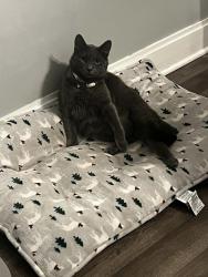 Lost Male Cat last seen river rd and oliver rd, Aurora, IL 60506