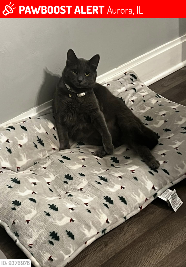 Lost Male Cat last seen river rd and oliver rd, Aurora, IL 60506
