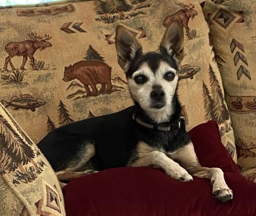 Lost Female Dog last seen Layton and Loomis avenue, Greenfield, WI 53220