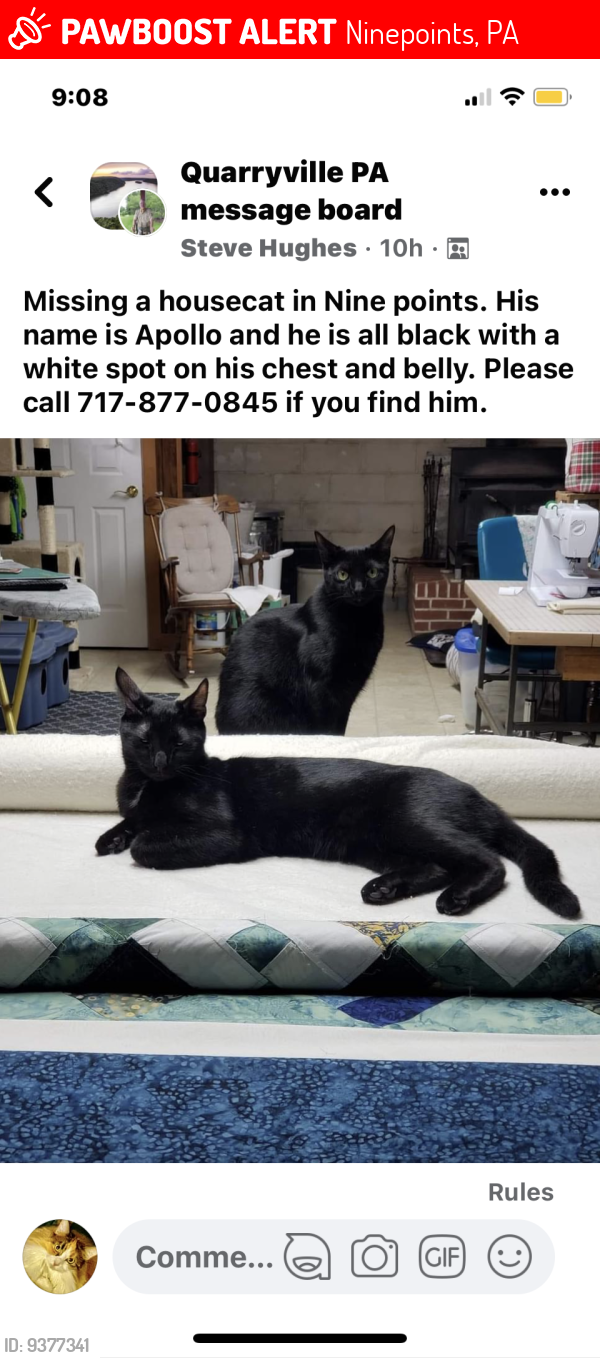 Lost Unknown Cat last seen Nine points , Ninepoints, PA 17509