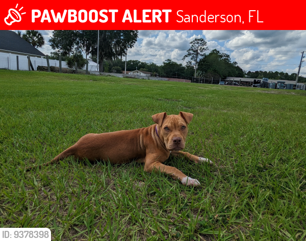 Lost Female Dog last seen Hoss Keller Right past the Sanderson post office, Sanderson, FL 32087