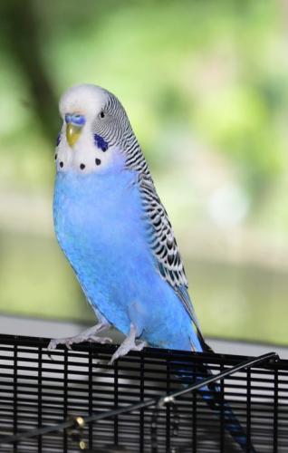 Lost Male Bird last seen Mount Vernon, VA 22309, Mount Vernon, VA 22309
