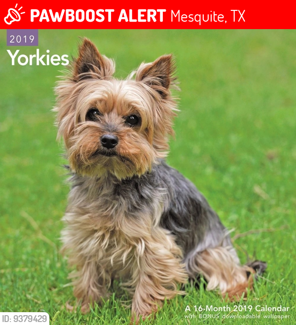 Lost and best sale found yorkies