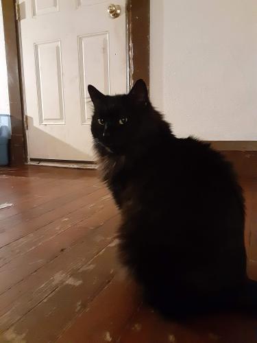 Lost Male Cat last seen 12th st and 2nd ave south, Great Falls, MT 59405