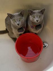 Reunited Male Cat last seen Holly and Forest Way, Greenwood Village, CO 80111
