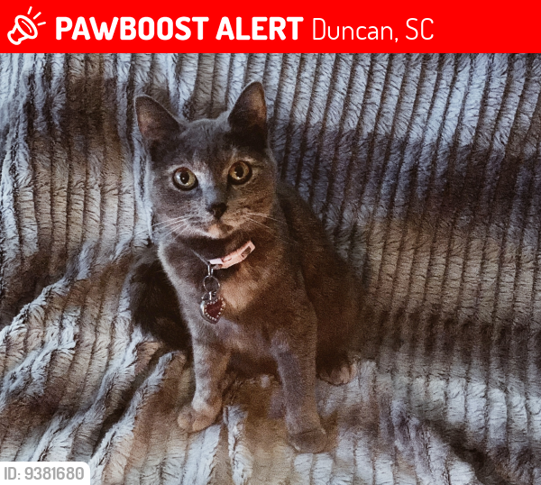 Lost Female Cat last seen Byrnes high school, Duncan, SC 29334