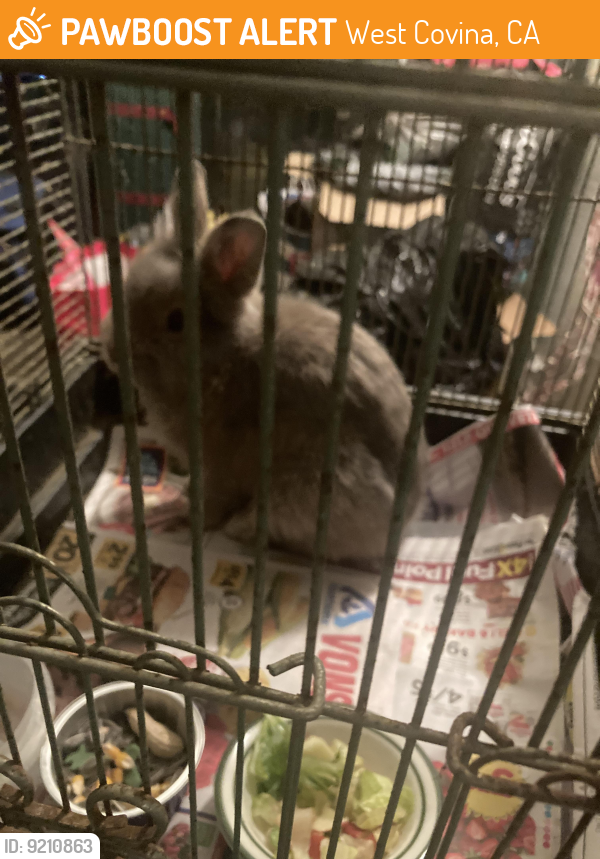 West Covina, CA Stray Rabbit Found Near Near north Ellen drive | PawBoost