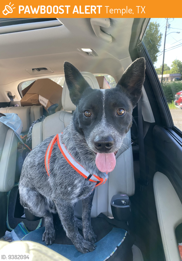 Temple, TX Stray Male Dog Found Near Woodbridge Creek Park | PawBoost