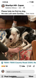 Lost Male Dog last seen Near County Road 2580 Royse city Texas , Royse City, TX 75189