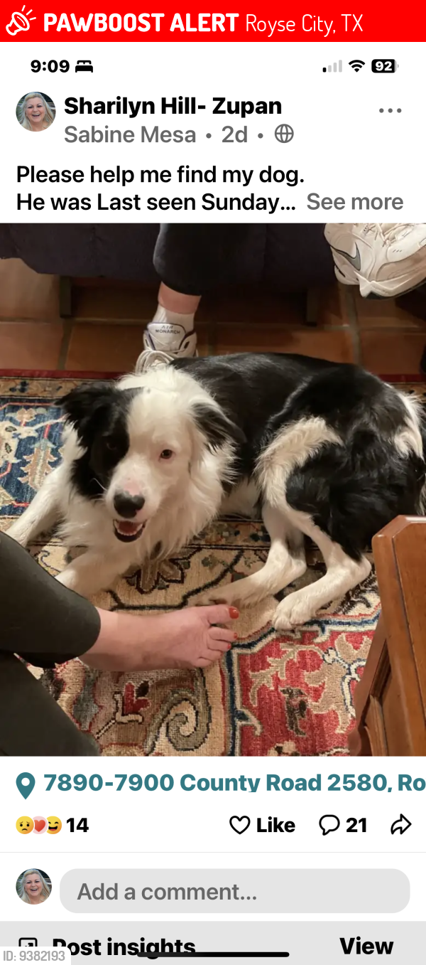 Lost Male Dog last seen Near County Road 2580 Royse city Texas , Royse City, TX 75189