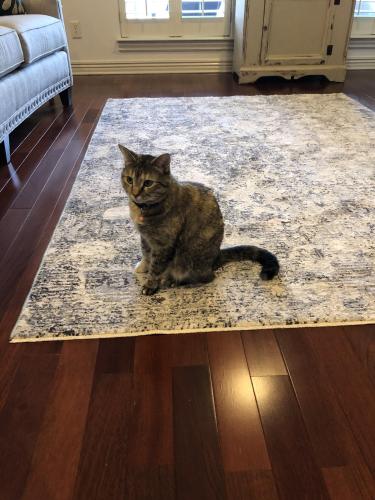 Lost Female Cat last seen Zion And Old Missouri  Behind Animal Clinic, Fayetteville, AR 72703