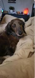 Lost Male Dog last seen Near Hermitage Dr, Round Rock, TX 78664