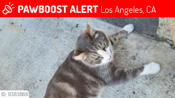 Lost Male Cat last seen Sherman way and Forbes , Los Angeles, CA 91406