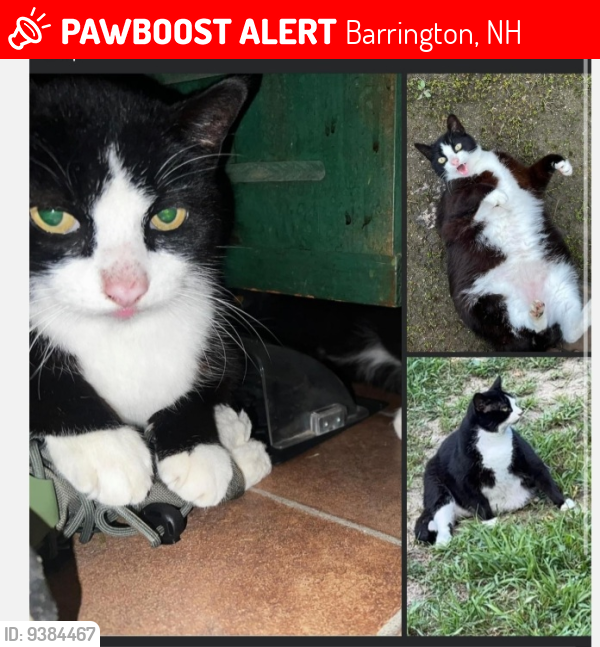 Lost Male Cat last seen Greenhill rd/ Rte 125, Barrington, NH 03825