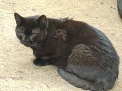 Lost Female Cat last seen Amigo St./Warm Springs, Las Vegas, NV 89123