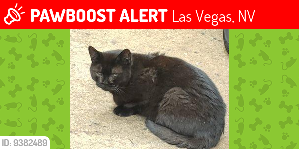 Lost Female Cat last seen Amigo St./Warm Springs, Las Vegas, NV 89123