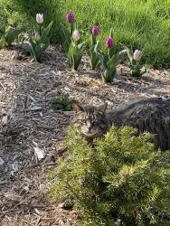 Lost Female Cat last seen Delaware Road, Wonder Lake, IL 60097, Wonder Lake, IL 60097