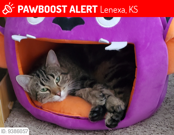 Lenexa KS Lost Female Cat Minx Is Missing PawBoost