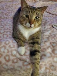 Lost Male Cat last seen Creekhaven Dr and Stoney Fork Dr Houston Texas 77084, Houston, TX 77084