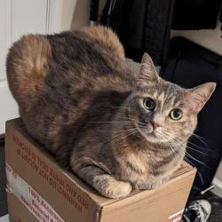 Lost Female Cat last seen Ashmore Avenue and Pebblebrook Lane, Anne Arundel County, MD 21060