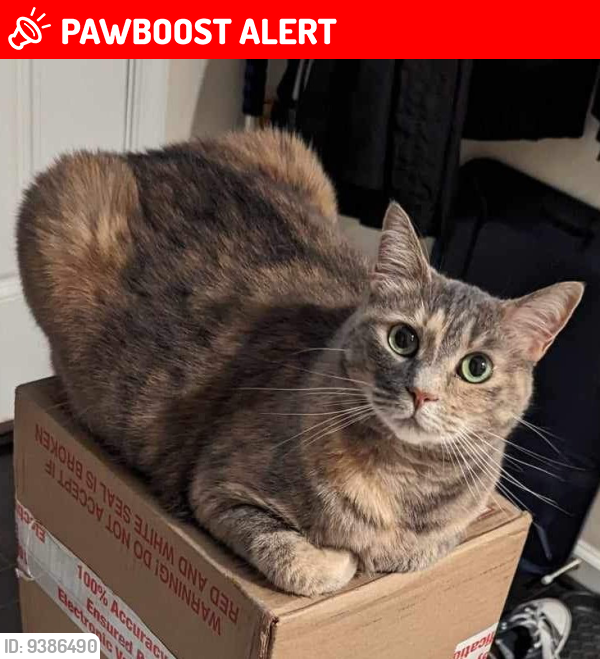 Lost Female Cat last seen Ashmore Avenue and Pebblebrook Lane, Anne Arundel County, MD 21060