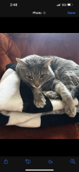 Reunited Male Cat last seen North Hampton Liberty Area, Kansas City, MO 64157