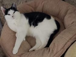Reunited Female Cat last seen MacArthur drive, Clifton, NJ 07042
