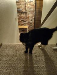 Lost Female Cat last seen 34th Ave and Manorwood Dr., Puyallup, WA 98373