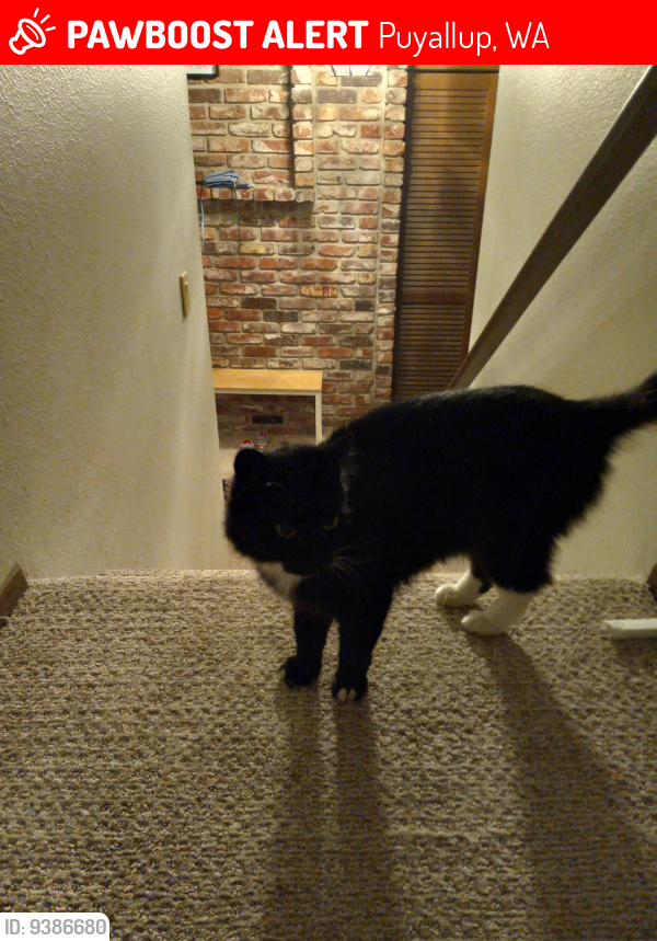 Lost Female Cat last seen 34th Ave and Manorwood Dr., Puyallup, WA 98373