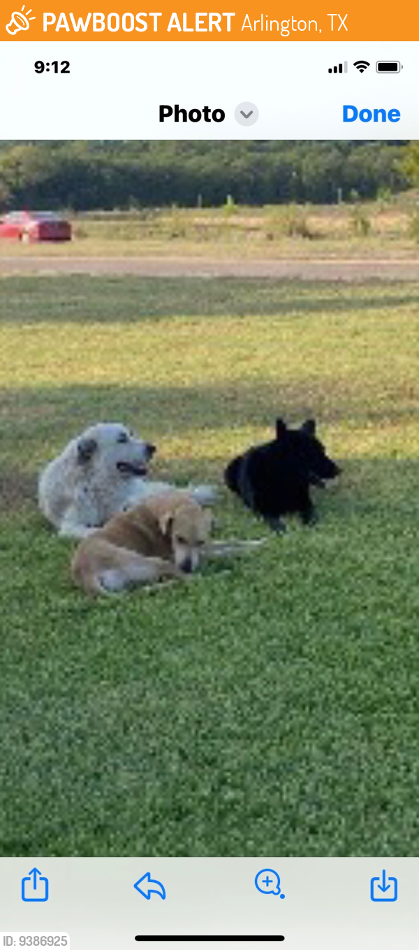 found-stray-dog-in-arlington-tx-76013-id-9386925-pawboost