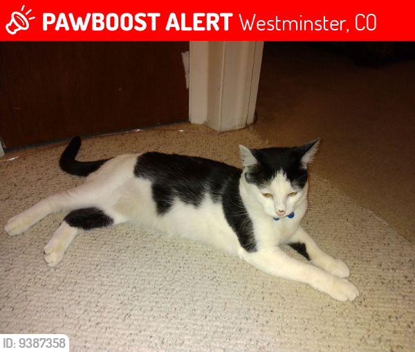 Lost Female Cat last seen Near W 78th Ave Westminster , Westminster, CO 80030