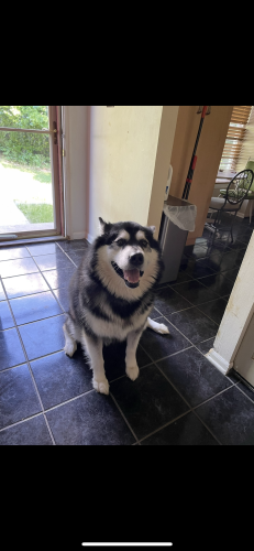 Lost Male Dog last seen Unknown whereabouts , Herndon, VA 20170