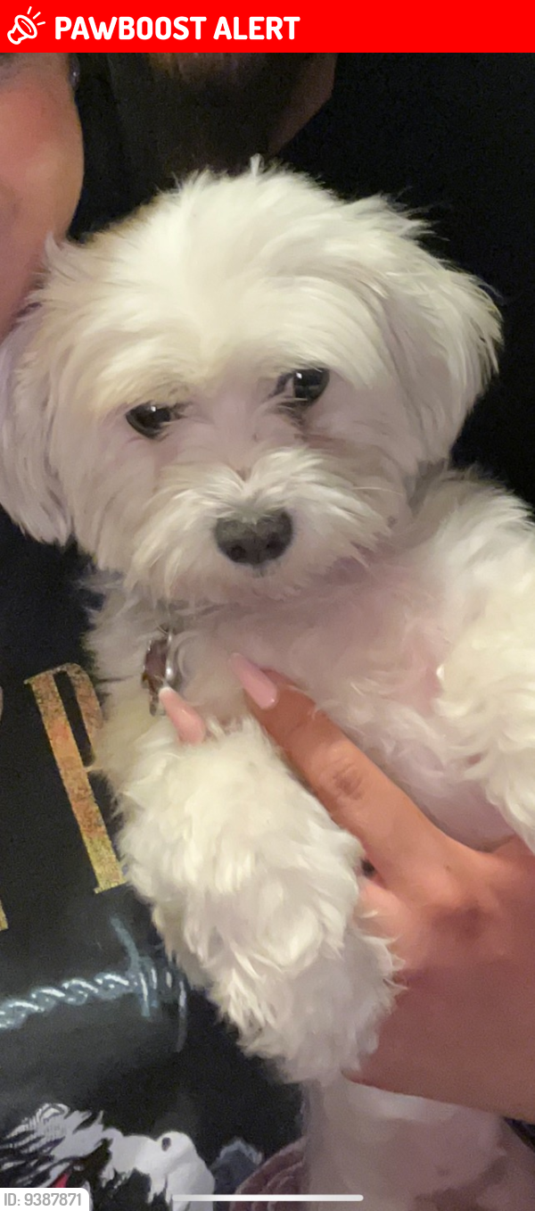 Rowland Heights, CA Lost Female Dog, Dani Is Missing PawBoost