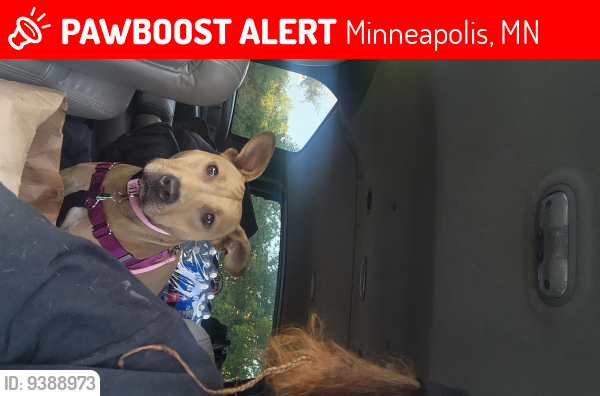 Lost Female Dog last seen Near Bryant ave s, Minneapolis, MN 55408