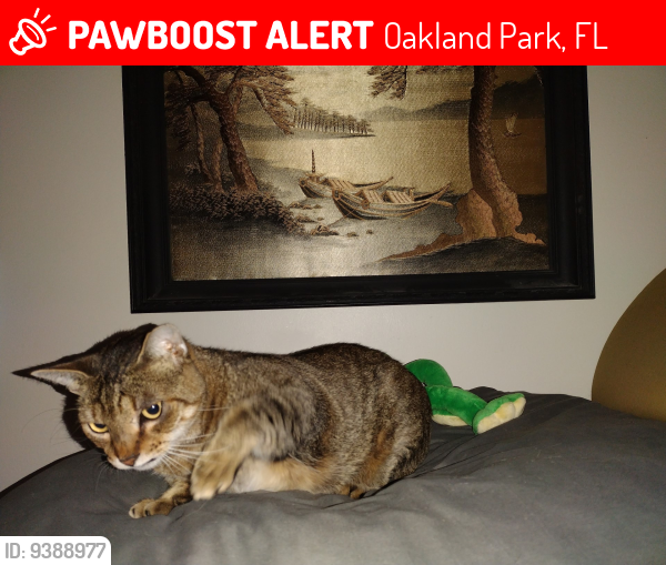 Lost Unknown Cat last seen Behind Krav Maga Worldwide - Fort Lauderdale self-defens school, Oakland Park, FL 33334